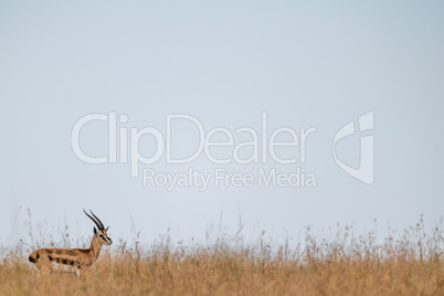 Thomson gazelle in long grass on horizon