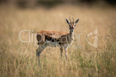 Thomson gazelle standing in grass faces camera