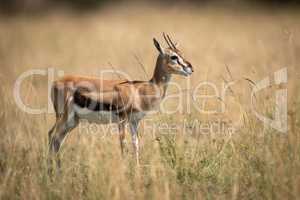 Thomson gazelle stands in grass in profile