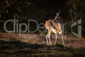 Thomson gazelle stands in savannah with catchlight