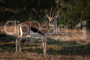Thomson gazelle stands on savannah eyeing camera