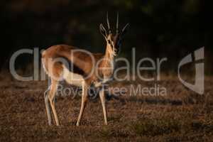 Thomson gazelle stands with catchlight in savannah