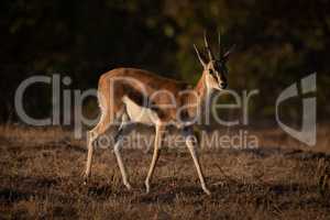 Thomson gazelle walks across savannah with catchlight