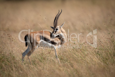 Thomson gazelle turns head to groom itself