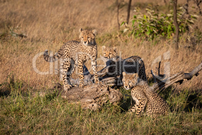 Three cheetah cubs around log in grass