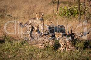 Three cheetah cubs around log in grass