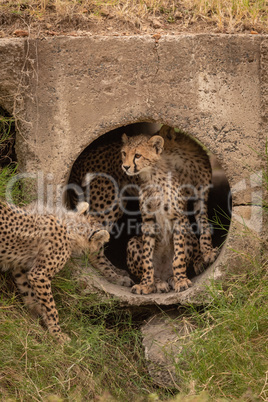 Three cheetah cubs at entrance to pipe