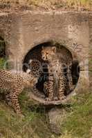 Three cheetah cubs at entrance to pipe