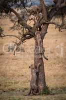 Three cheetah cubs climb thorn tree together