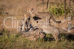 Three cheetah cubs climbing on dead log