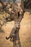 Three cheetah cubs climb tree in savannah
