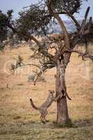 Three cheetah cubs climbing thorn tree together