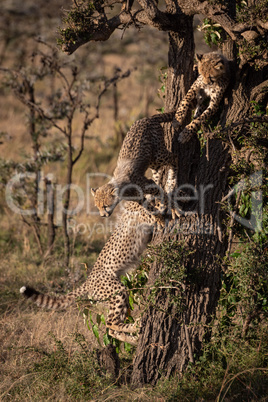 Three cheetah cubs climbing on tree trunk