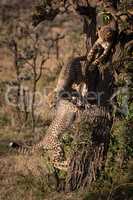 Three cheetah cubs climbing on tree trunk