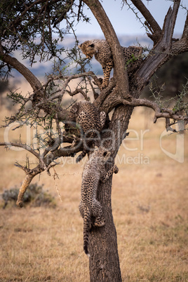 Three cheetah cubs climbing tree in grassland