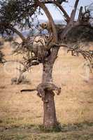 Three cheetah cubs climbing tree in savannah
