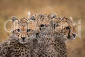 Three cheetah cubs huddle together in rain