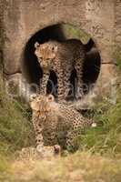 Three cheetah cubs in and around pipe