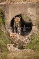 Three cheetah cubs in and beside pipe