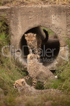 Three cheetah cubs in and near pipe