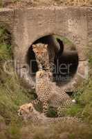 Three cheetah cubs in and near pipe