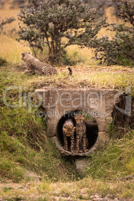 Three cheetah cubs in pipe and above