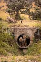 Three cheetah cubs in pipe and above