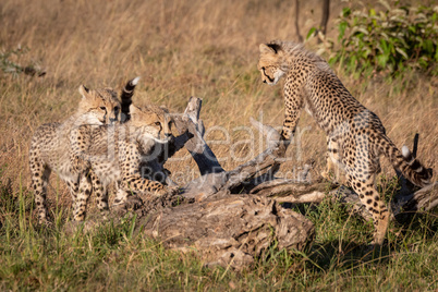 Three cheetah cubs leaning on dead log