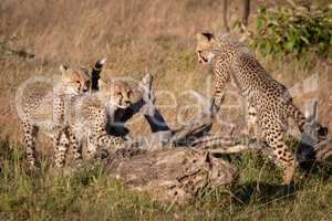 Three cheetah cubs leaning on dead log