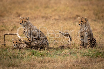 Three cheetah cubs look left by branch