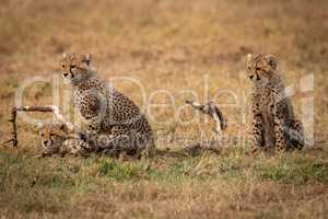 Three cheetah cubs look left by branch