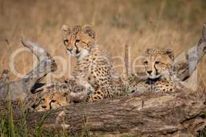 Three cheetah cubs lie behind dead log