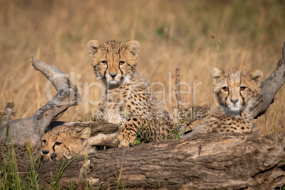 Three cheetah cubs lying behind dead log