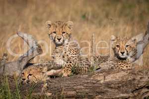 Three cheetah cubs lying behind dead log