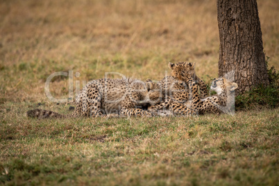 Three cheetah cubs lying down play fighting
