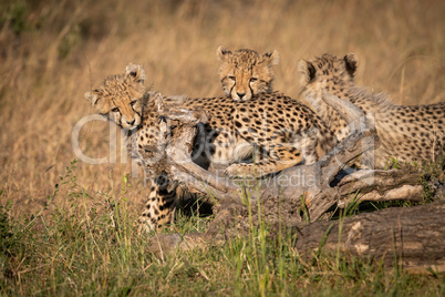 Three cheetah cubs  on log in grass