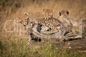 Three cheetah cubs  on log in grass