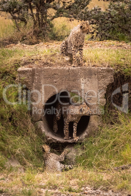 Three cheetah cubs play around concrete pipe