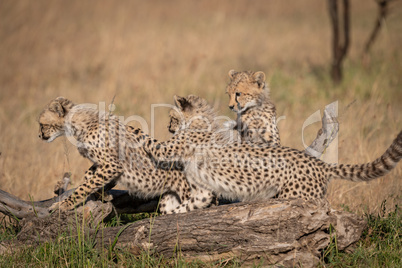 Three cheetah cubs play around dead log