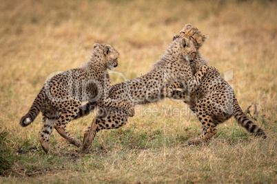 Three cheetah cubs play fight in grass