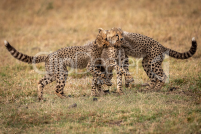 Three cheetah cubs play fight on grass