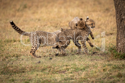 Three cheetah cubs play fighting beside tree