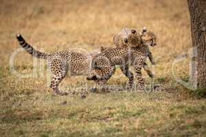 Three cheetah cubs play fighting beside tree