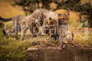 Three cheetah cubs play fighting by mother
