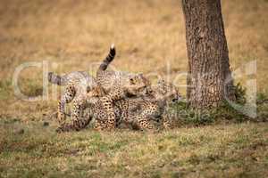 Three cheetah cubs play fighting by tree