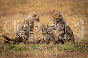 Three cheetah cubs play fighting in grass