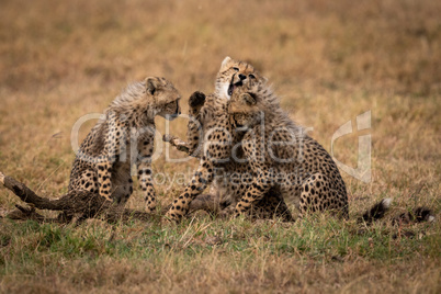 Three cheetah cubs play fighting on grass