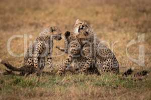 Three cheetah cubs play fighting on grass