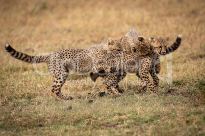 Three cheetah cubs play fighting on savannah