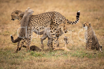 Three cheetah cubs play fighting with mother